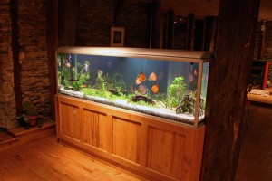 aquarium photo